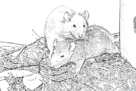 rat Coloring Pages To Print